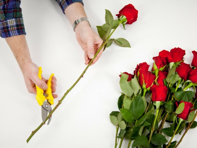 Выращивание роз: бизнес разведение роз на продажу