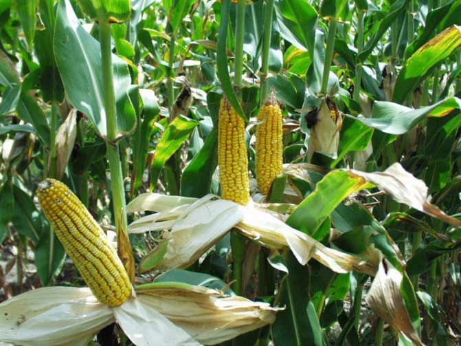 Выращивание сахарной кукурузы как бизнес. Выращивание кукурузы бизнес план