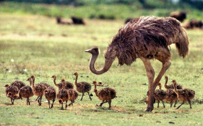Как разводить и содержать страусов в домашних условиях
