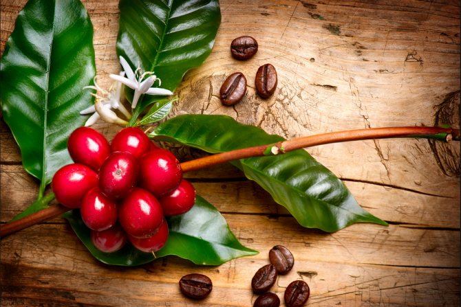 Бизнес-идея выращивания кофейных деревьев