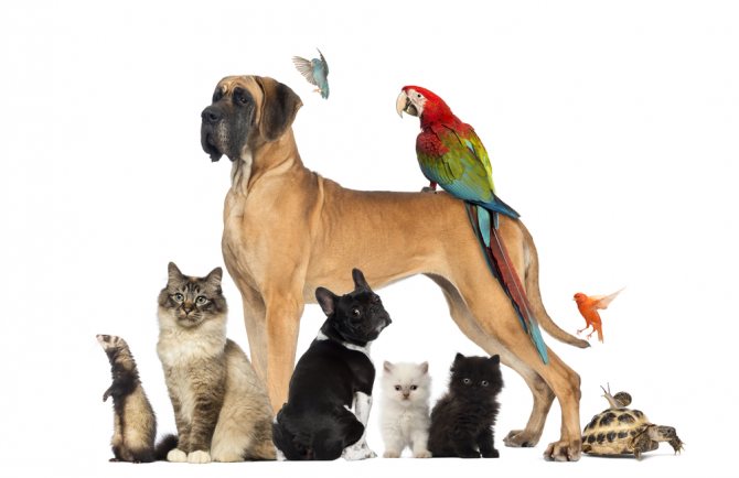 бизнес-план ветеринарной клиники
