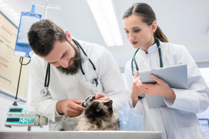 бизнес-план ветеринарной клиники