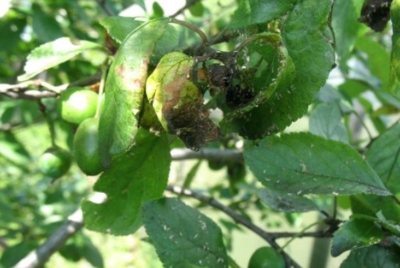 Особенности, условия и агротехника выращивания грецкого ореха. Как вырастить, чтобы был крупным?