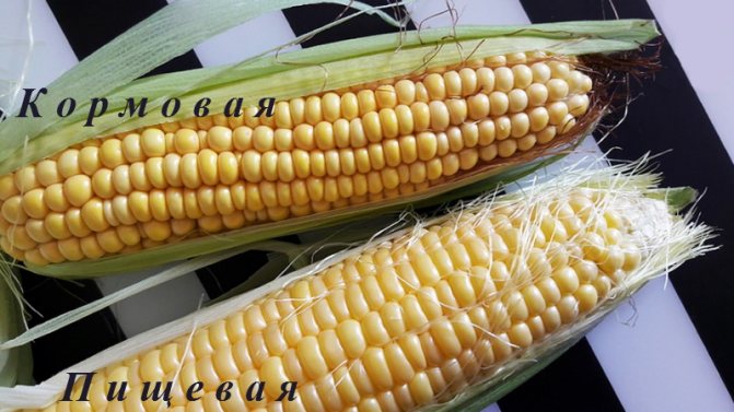 Что представляет собой кормовая кукуруза, как отличить её от пищевой и куда применять