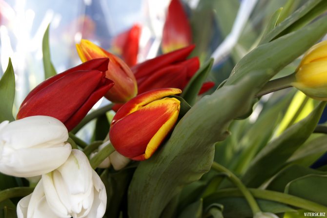 Как заработать на тюльпанах за 3 дня: история 22-летнего цветочного бизнесмена