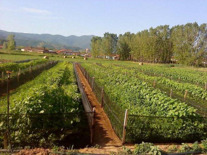 фермы по выращиванию виноградных улиток