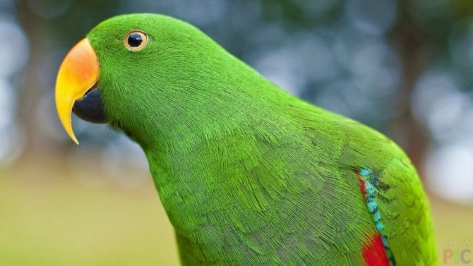 Разведение попугаев: как создать условия для появления потомства