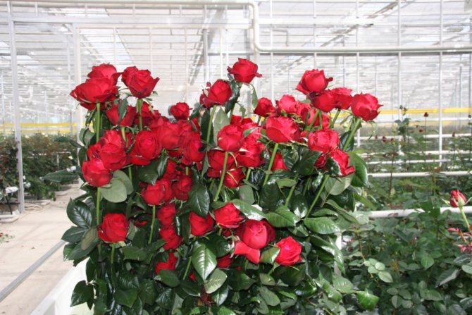 Выращивание роз: бизнес разведение роз на продажу
