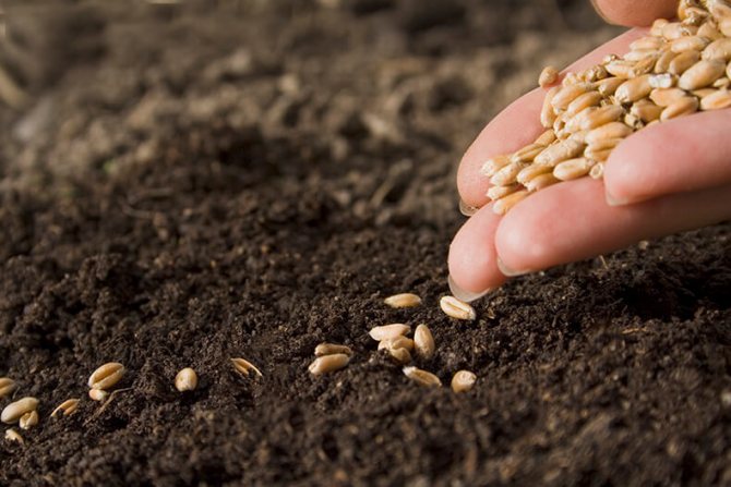 Как открыть бизнес по производству семян