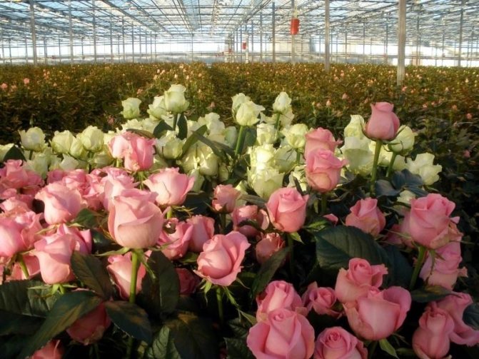 Как построить бизнес на выращивании роз