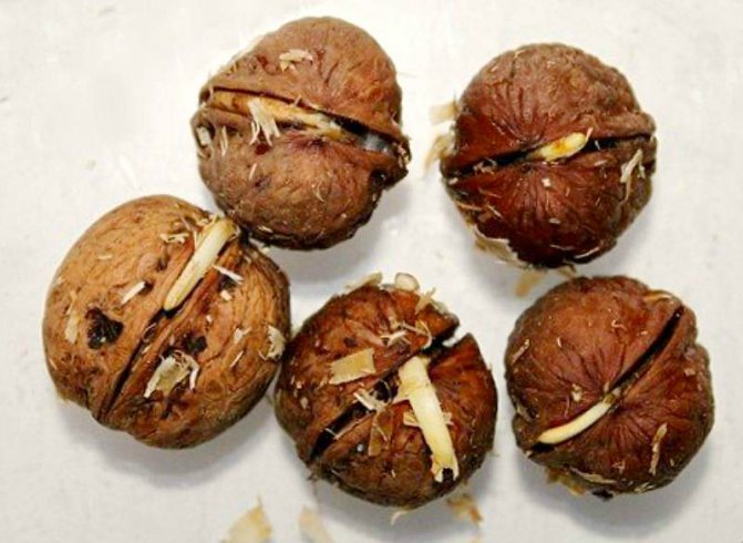 Как правильно прорастить грецкий орех в домашних условиях и пересадить его в грунт