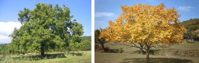 Как вырастить ореховое дерево из грецкого ореха