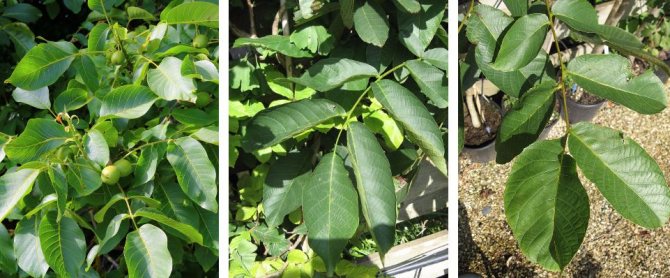 Как вырастить ореховое дерево из грецкого ореха