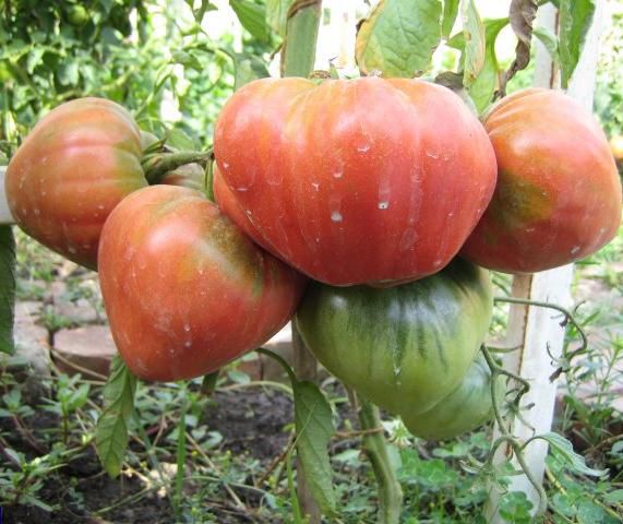 Бизнес по выращиванию рассады томатов (помидоров)