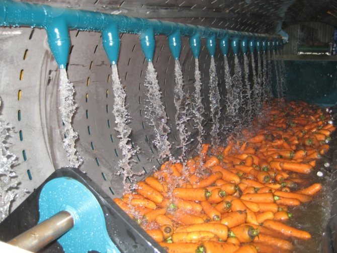 Мытье моркови в овощемойке