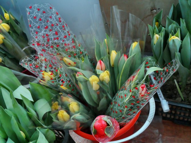 Как заработать на тюльпанах за 3 дня: история 22-летнего цветочного бизнесмена