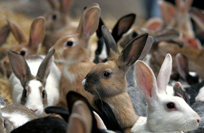 Отечественное разведение кроликов