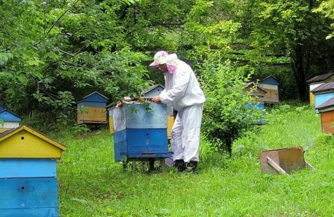 разведение пчел выгодно или нет