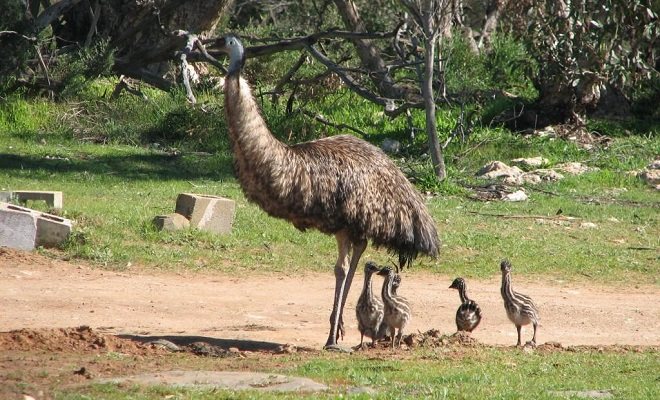 Как разводить и содержать страусов в домашних условиях