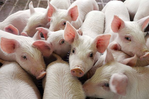 Основы для построения бизнеса на разведении свиней