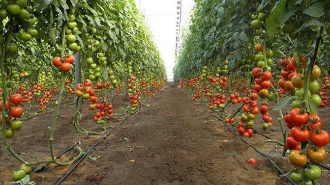 Тепличное хозяйство по выращиванию помидоров и огурцов