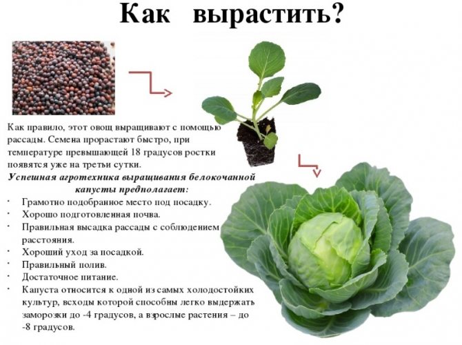 Бизнес-идея №574. Выращивание белокочанной капусты