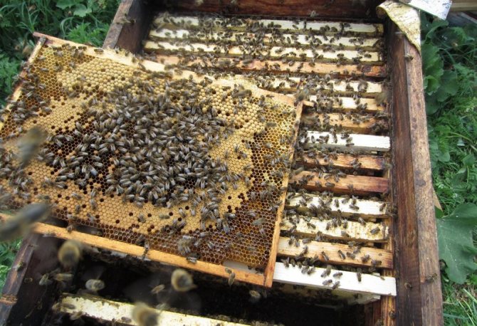 В организации пчеловодческого бизнеса важно все, даже выбор породы пчелок