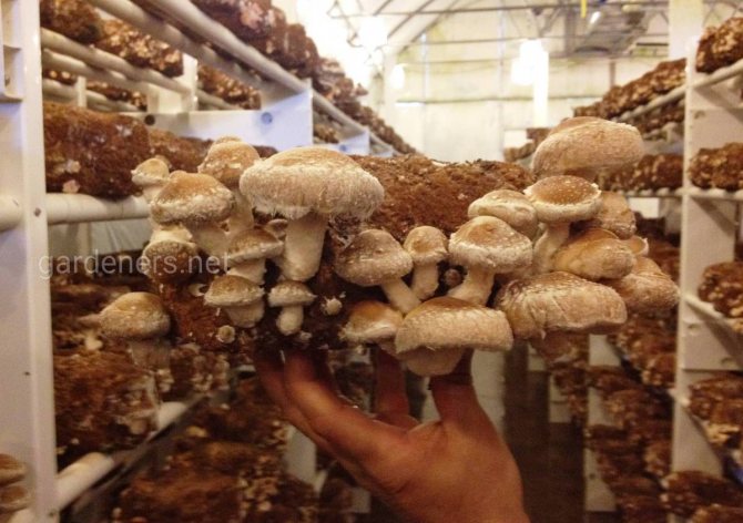 выращивание грибов шиитаки