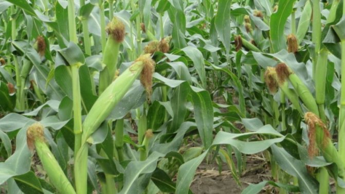 Выращивание кормовой кукурузы - MicroArticles