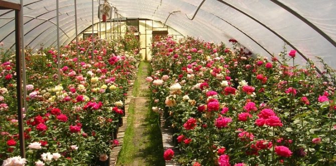 Выращивание роз на даче