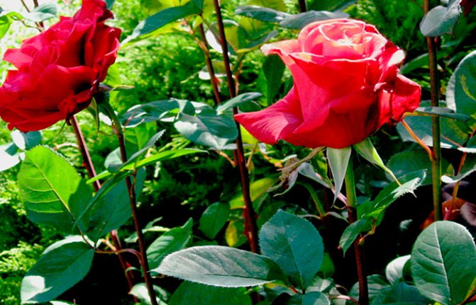 Выращивание роз на срез для продажи — выгодное дело