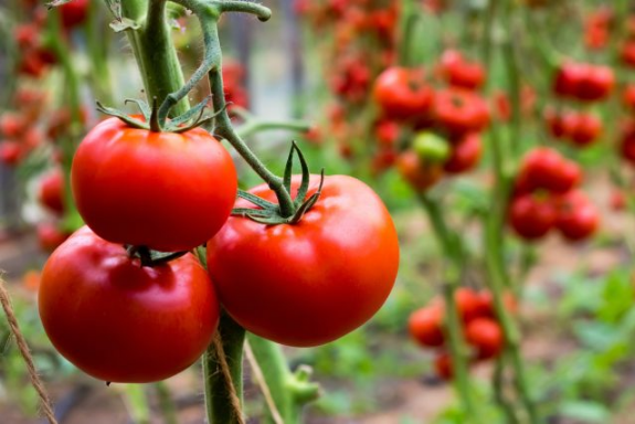 Мастер-класс по выращиванию помидоров: от посева рассады до обильного урожая
