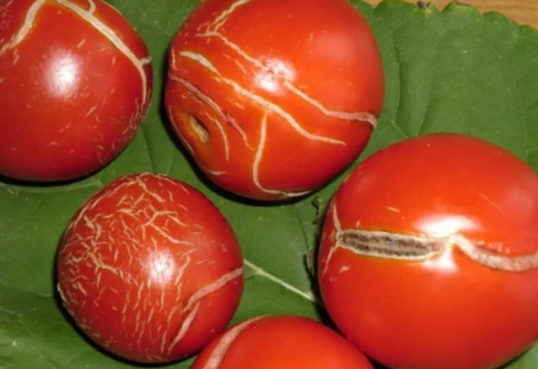 Как предотвратить трещины на помидорах